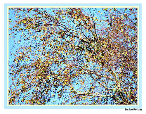 Spray of Leaves and Twigs