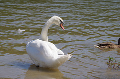 ballade sur les bords de Saône