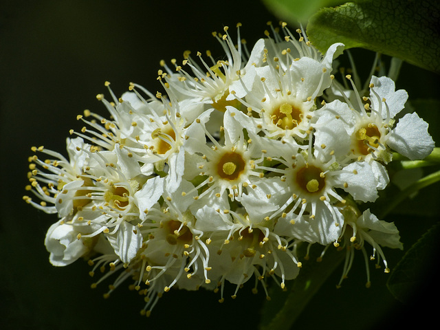 Chokecherry / Prunus virginiana