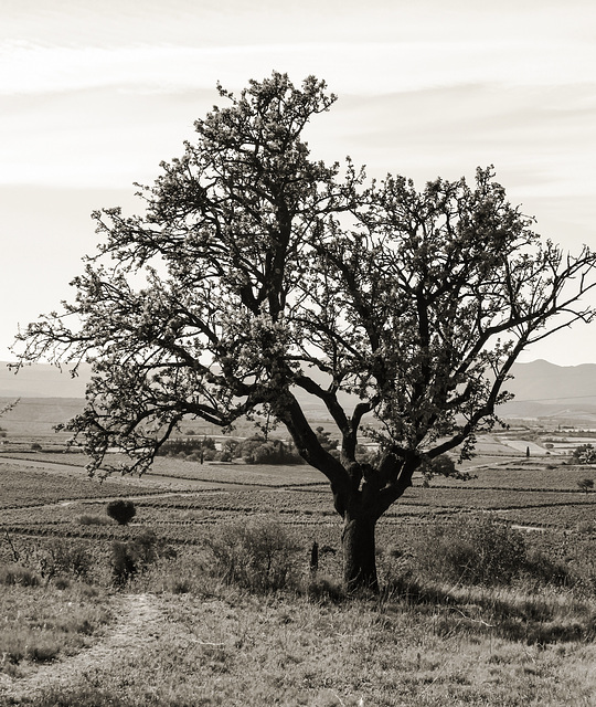 A Tree in the Fields