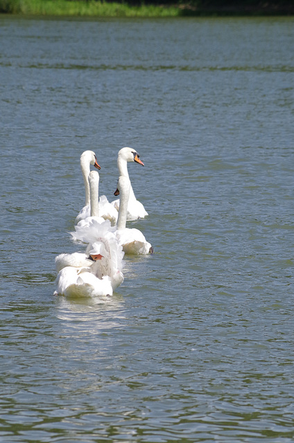 ballade sur les bords de Saône