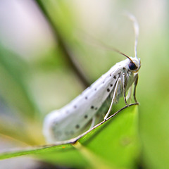 Dotted moth