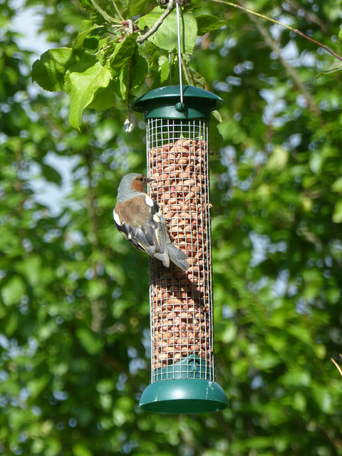 Chaffinch on a feeder