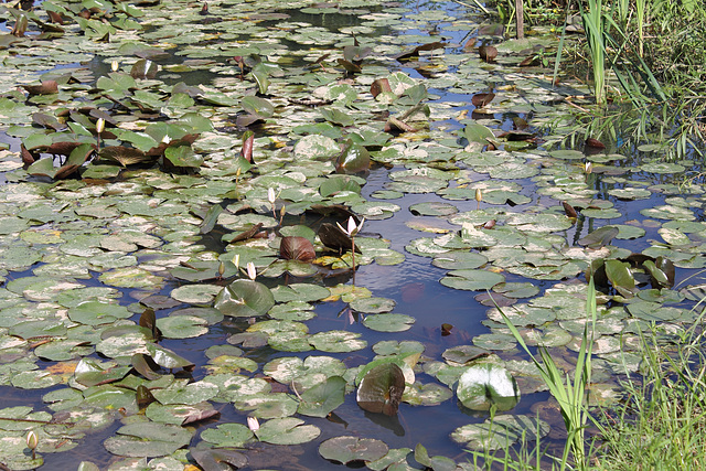 water lillies