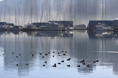 Waterfront and Waterfowl