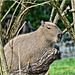 Capybara