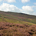 Worm Stones from Bray Clough