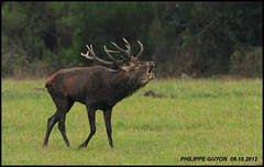 Brame à Chambord