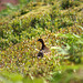 Red Grouse, Bray Clough