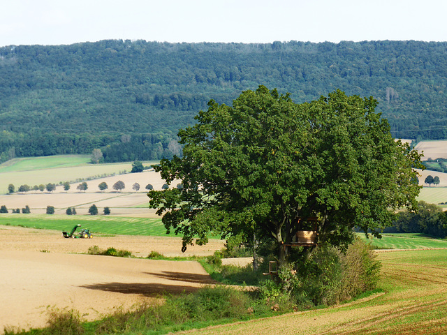 Zwiebelernte am Ith  / Onion harvest at ith