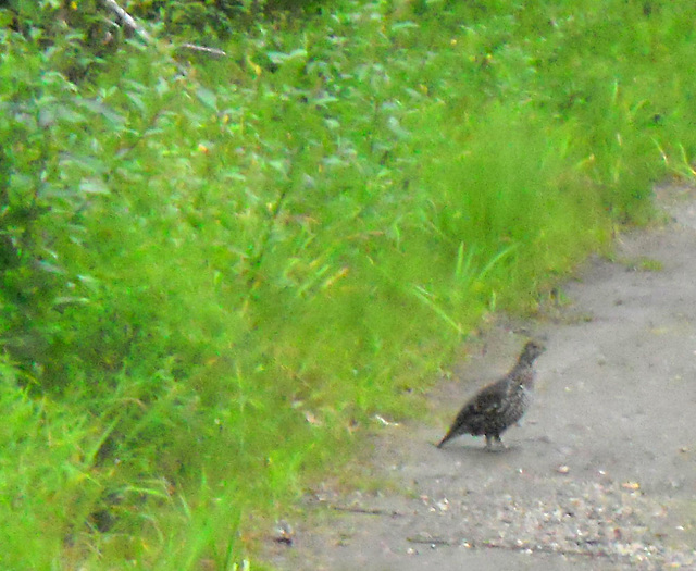 Spruce Hen