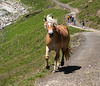 Haflinger auf dem Fahrweg zum Tierser Alpl - 2010-08-01-_DSC2508