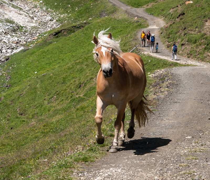 Haflinger auf dem Fahrweg zum Tierser Alpl - 2010-08-01-_DSC2508