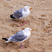 Weymouth: Two Gulls