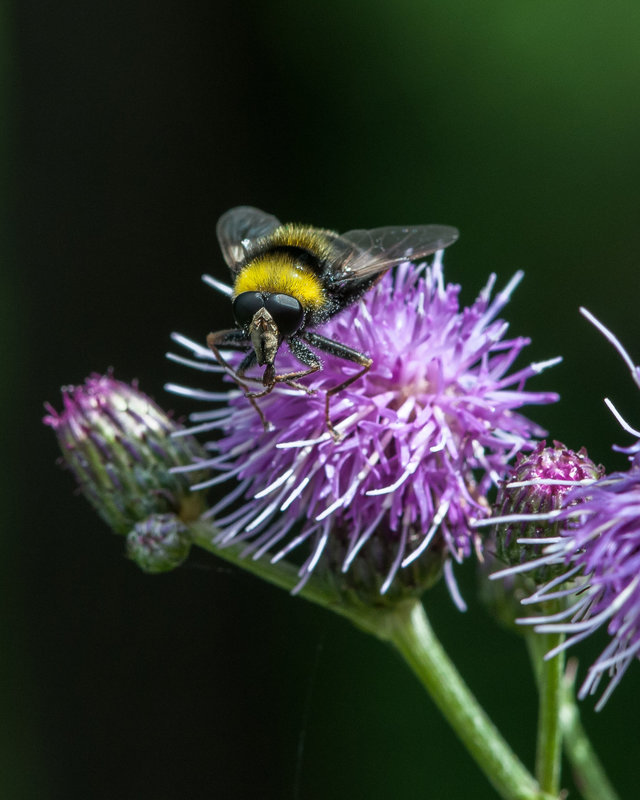 Arctophila bombiformis - 2014-07-31-_DSC4694