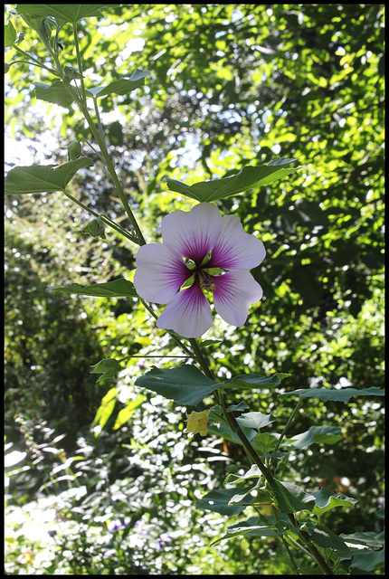 Lavatera maritima