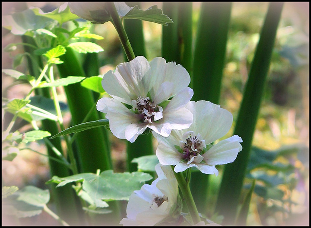 Lavatera x Park Allee