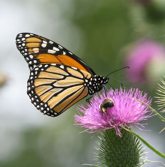 monarque/monarch