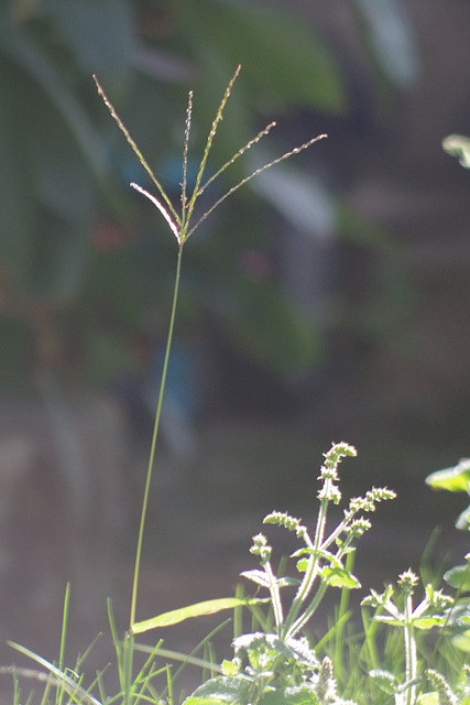 Mon petit jardin