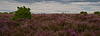 New Forest heather
