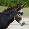 New Forest Donkey