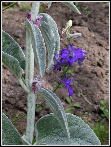 Le Stachys et le pied d'alouette