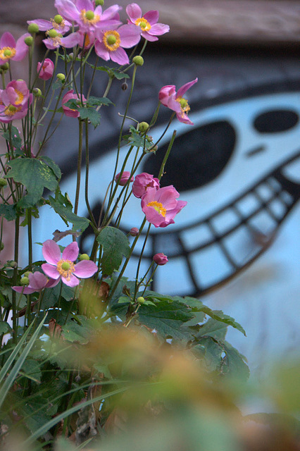 Blüten im Tiefgarten