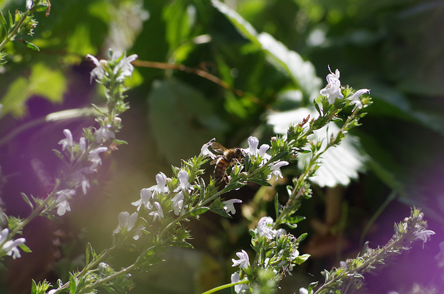 Mon petit jardin