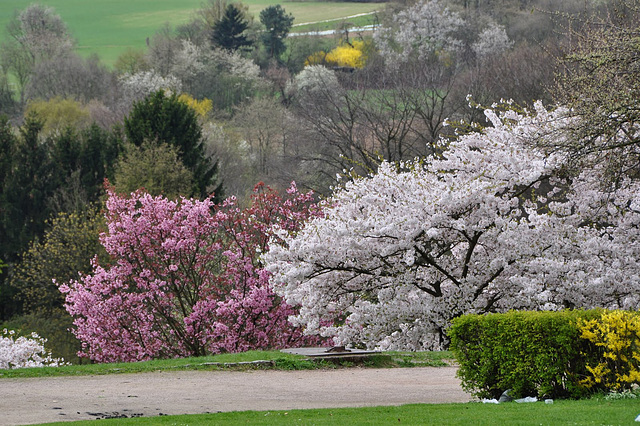 Der Lohrberg im Frühling