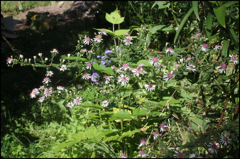 Aster lateriflorus