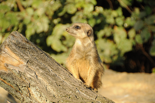 Erdmännchen im Zoo Frankfurt