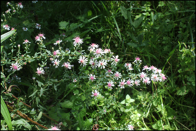 Aster lateriflorus