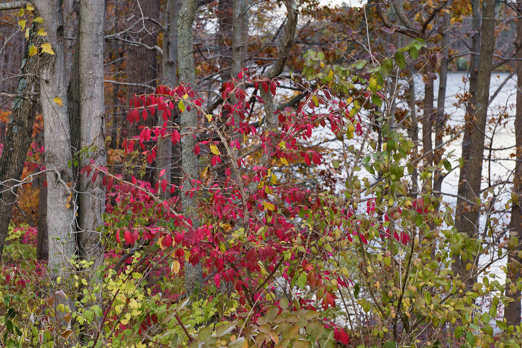 Apologies to the Group of Seven – Kittatinny Valley State Park, Andover, New Jersey
