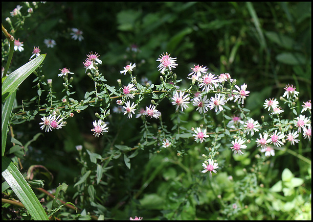 Aster lateriflorus