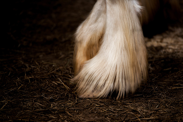 Clydesdale