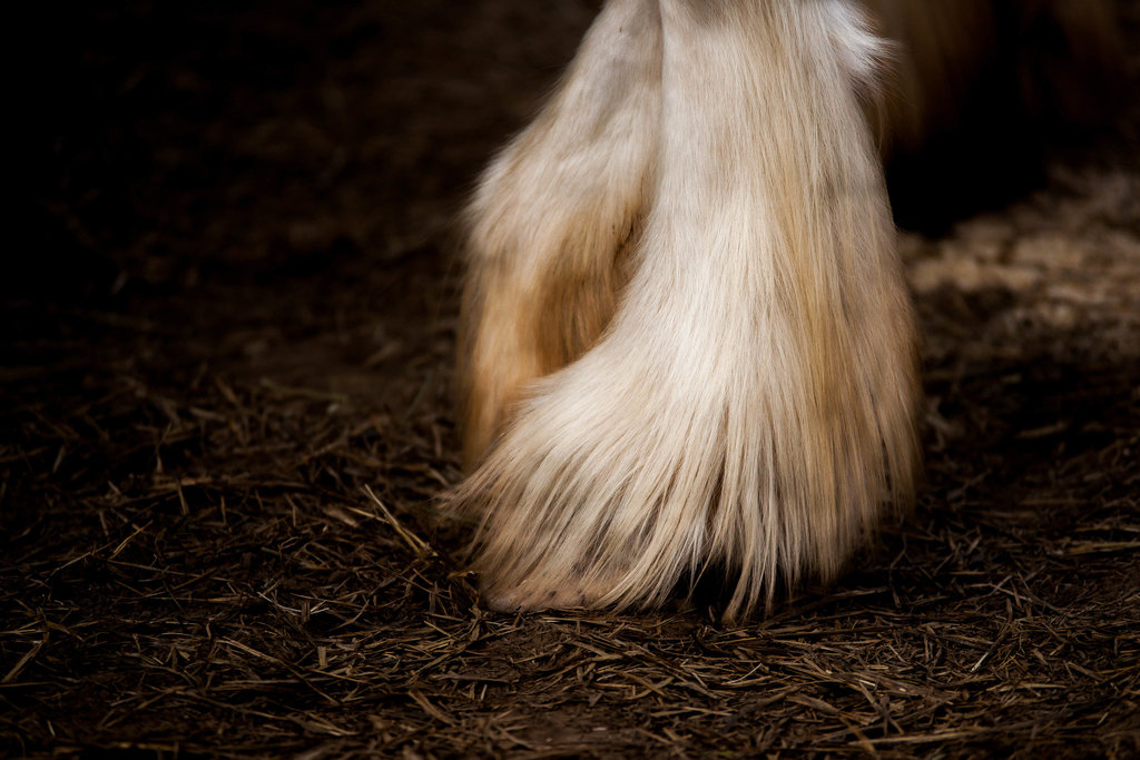 Clydesdale