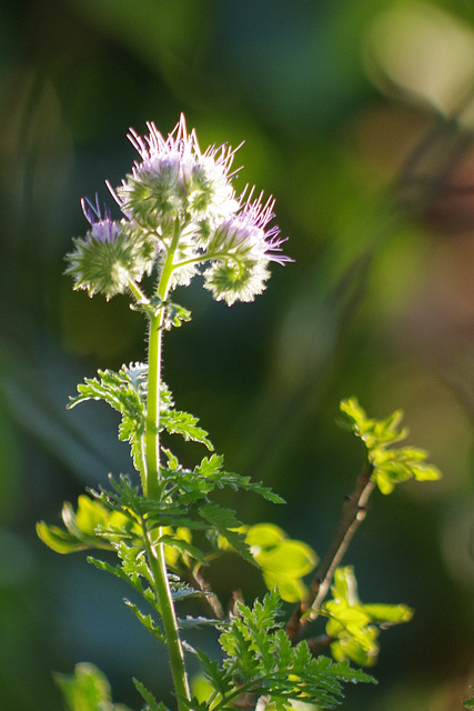 mon petit jardin