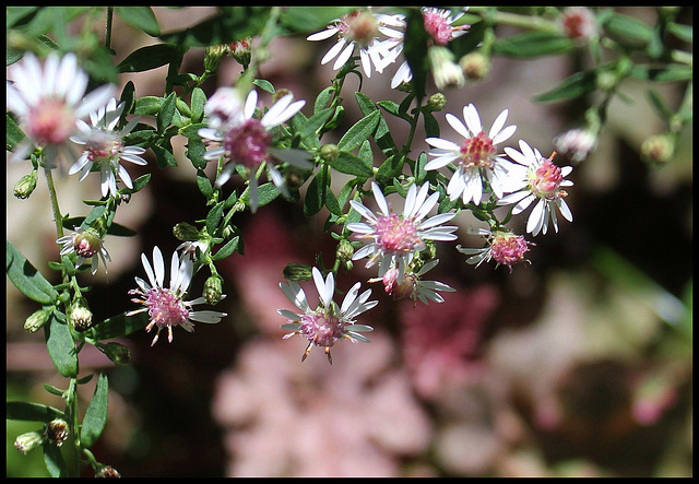 Aster lateriflorus