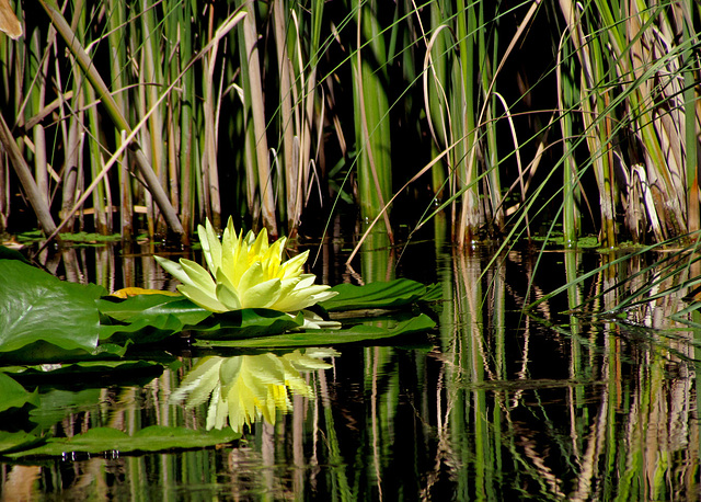 Yellow Water Lily