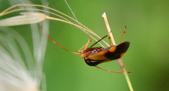 Megacoelum infusum