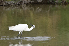 Aigrette