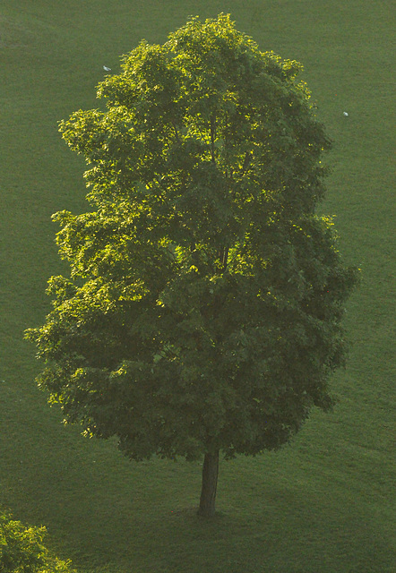 tree dawn DSC 9142