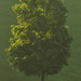 tree dawn DSC 9142