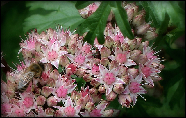 Hylotelephium 'Matrona ' (2)