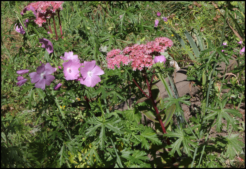 Mauve et Hylotelephium