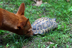 La tortue : " le premier dans sa maison gagne " . Le corniaud : " d'accord " !