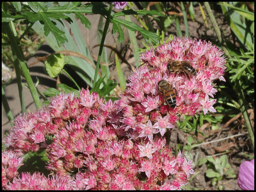 Abeilles sur Hylotelephium