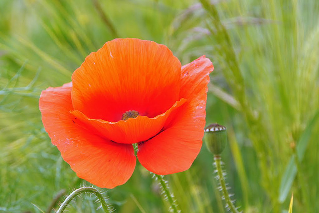 Mohn