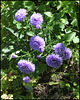 Aster novi-belgii 'Marie Ballard'