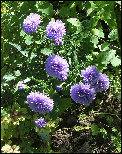 Aster novi-belgii 'Marie Ballard'